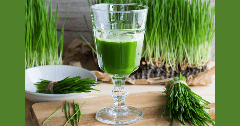 Does wheatgrass juice help in weight loss