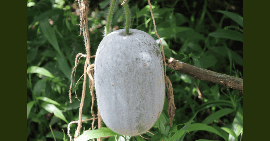 Why we should drink ash gourd juice empty stomach
